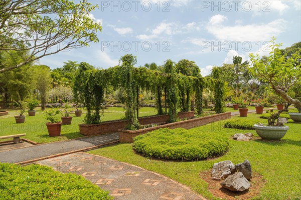 Palm collection in city park in Kuching, Malaysia, tropical garden with large trees and lawns,