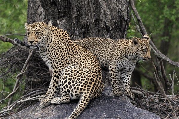 Leopard (Panthera pardus), adult with young, observed, alert, sitting, on rocks, Sabi Sand Game