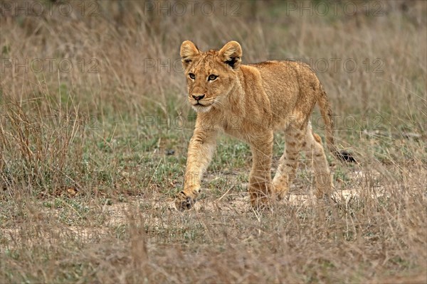 Lion (Panthera leo), young, stalking, alert, Sabi Sand Game Reserve, Kruger National Park, Kruger