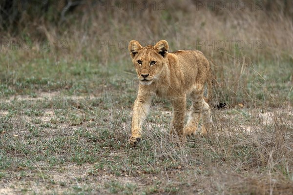 Lion (Panthera leo), young, stalking, alert, Sabi Sand Game Reserve, Kruger National Park, Kruger