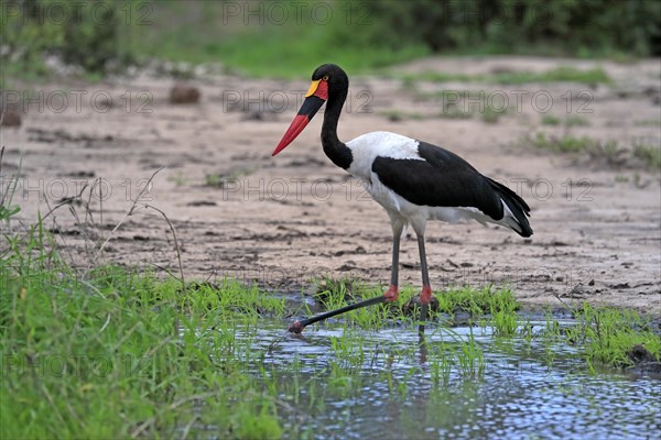 Saddle-billed stork (Ephippiorhynchus senegalensis), adult, foraging, in the water, Kruger National