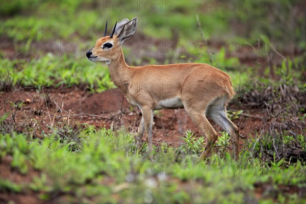Steenbok (Raphicerus campestris), adult, male, foraging, vigilant, dwarf antelope, Kruger National