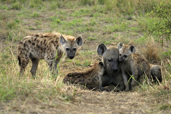 Spotted hyena (Crocuta crocuta), adult, young, mother with young, at the den, social behaviour,