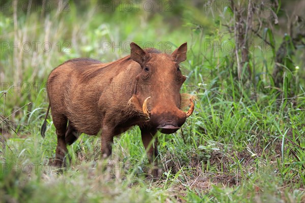 Warthog, (Phacochoerus aethiopicus), adult, foraging, alert, Kruger National Park, Kruger National