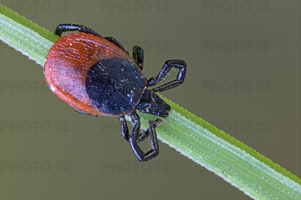A red and black tick crawls on a green blade of grass
