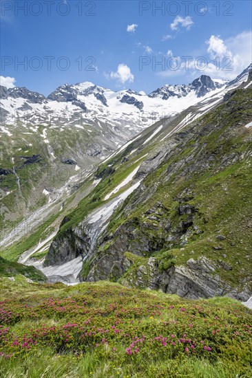 Picturesque mountain landscape with blooming alpine roses, behind mountain peak Grosser Loeffler