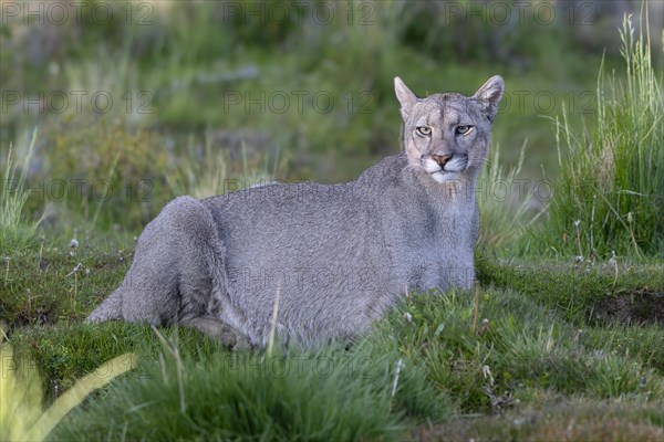 Cougar (Cougar concolor), silver lion, mountain lion, cougar, panther, small cat, Torres del Paine