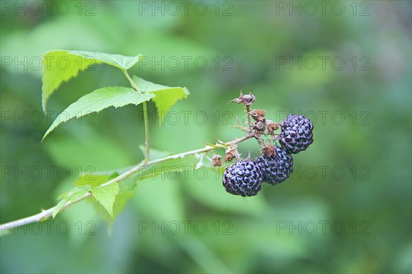Berries of black raspberry hang on bush. Ripe Rubus occidentalis on branch. Closeup of ripe