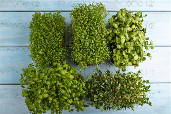 Set of boxes with microgreen sprouts of green basil, pea, cilantro, sunflower, watercress on blue