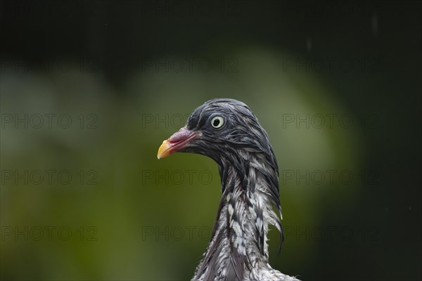 Wood pigeon (Columba palumbus) adult bird soaking wet in a rain storm, Suffolk, England, United