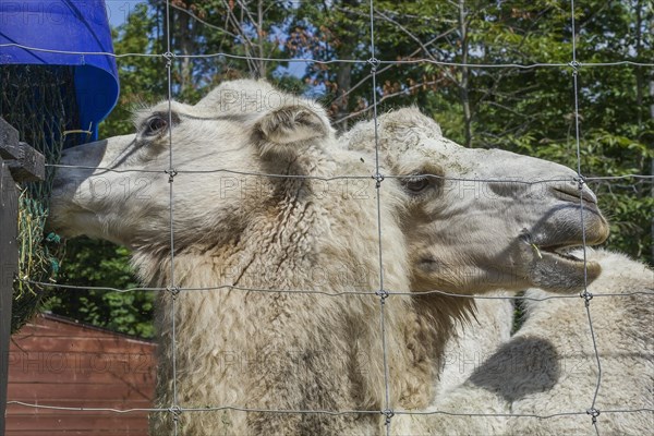 White Camels (Camelus) photographed in captivity through wire mesh fence, Quebec, Canada, North