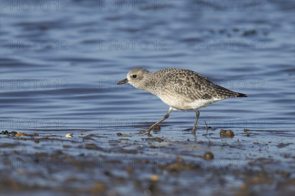 Grey plover (Pluvialis squatarola) adult bird in winter plumage feeding on a coastal mudflat,