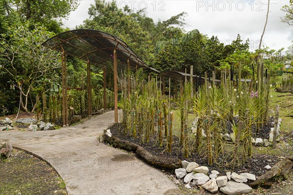 Orchid and bromeliad flower beds in botanical garden, selective focus, copy space, malaysia,