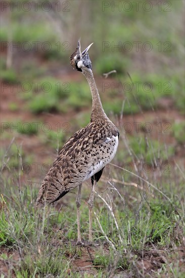 Red-crested Bustard, (Lophotis ruficrista), adult, calling, Kruger National Park, Kruger National