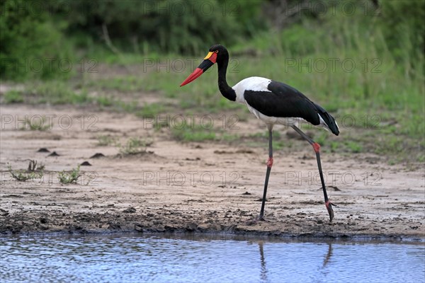 Saddle-billed stork (Ephippiorhynchus senegalensis), adult, foraging, at the water, Kruger National