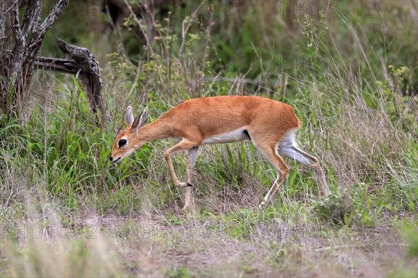 Steenbok (Raphicerus campestris), adult, female, foraging, running, dwarf antelope, Kruger National