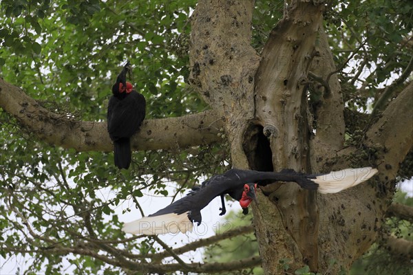 Southern ground hornbill (Bucorvus leadbeateri), adult, pair, feeding, with prey, on tree, at