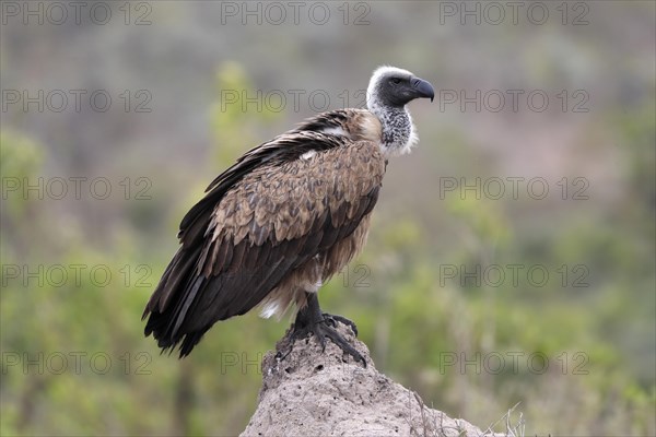 White-backed vulture (Gyps africanus), adult, alert, on rocks, Sabi Sand Game Reserve, Kruger
