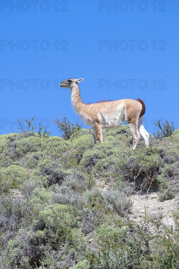 Guanaco (Llama guanicoe), Huanako, Torres del Paine National Park, Patagonia, End of the World,