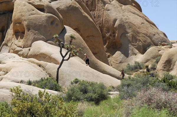 Monzogranite formations, Joshua Tree National Park, Palm Desert, Southern California, USA, North