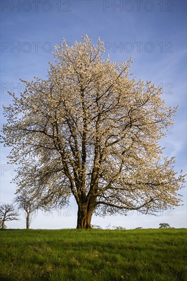 A single white blossoming fruit tree in a meadow in spring, the sky is blue, the sun is shining, it