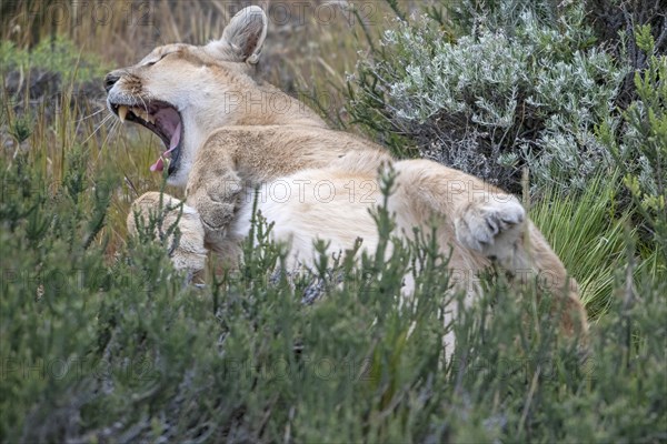 Cougar (Cougar concolor), silver lion, mountain lion, cougar, panther, small cat, yawns, begs,