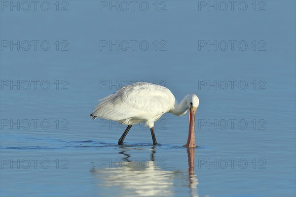 Spoonbill (Platalea leucorodia), young bird looking for food, animal standing in shallow water,