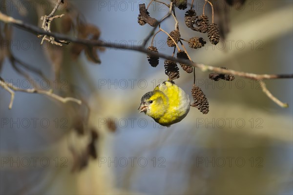 European siskin (Spinus spinus) adult bird feeding on Alder (Alnus glutinosa) tree seeds, Suffolk,