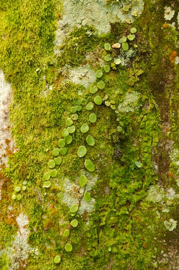 Green moss on the stone in botanical garden, selective focus, copy space, malaysia, Kuching orchid