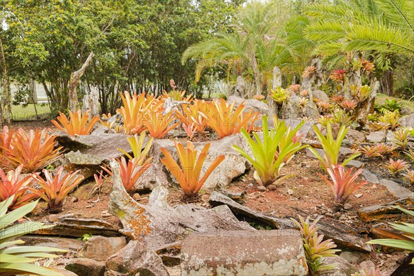 Orchid and bromeliad flower beds in botanical garden, selective focus, copy space, malaysia,