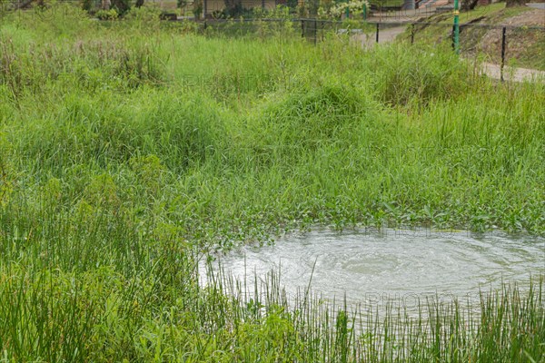 Retention pond with water plants in city park in Kuching, Malaysia, ecology, gardening, landscape