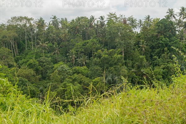 Landscape with jungle near Campuhan ridge walk, Bali, Indonesia, track on the hill with grass,