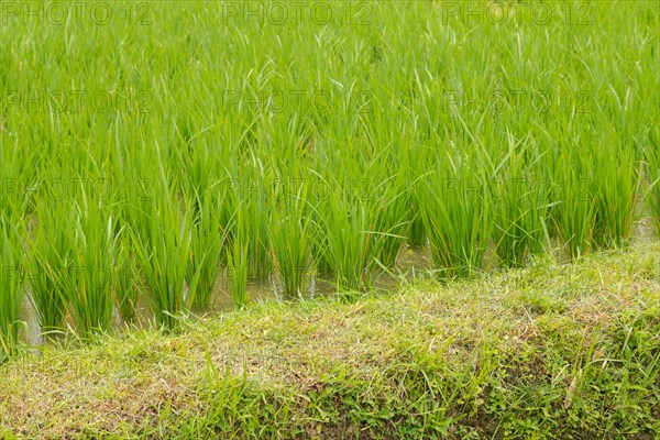 Rice terraces, Campuhan ridge walk, Bali, Indonesia, track on the hill with grass, large trees,