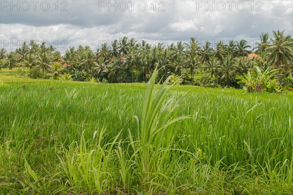 Rice fields in countryside, Ubud, Bali, Indonesia, green grass, large trees, jungle and cloudy sky.