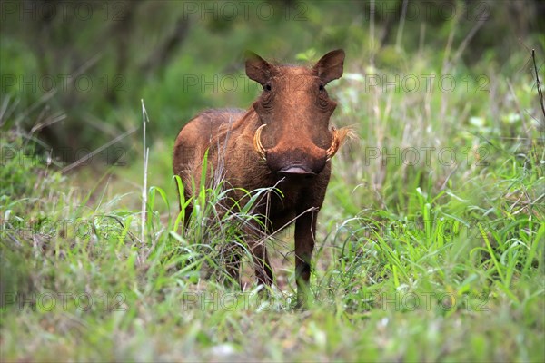 Warthog, (Phacochoerus aethiopicus), adult, foraging, alert, Kruger National Park, Kruger National