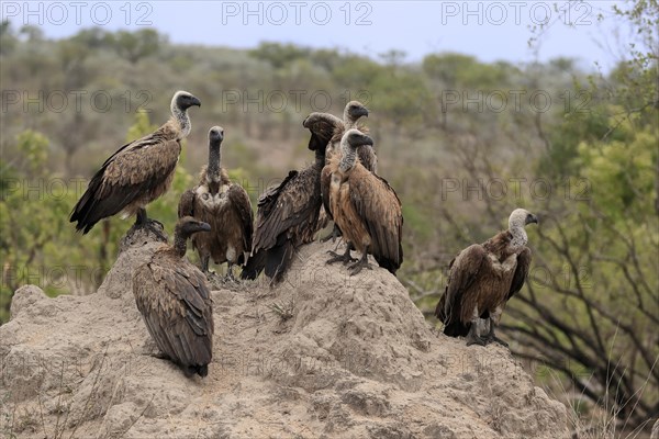 White-backed vulture (Gyps africanus), group, adult, alert, Sabi Sand Game Reserve, Kruger National