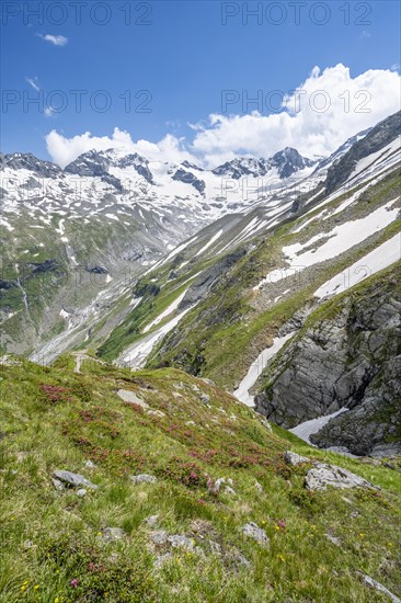 Picturesque mountain landscape with blooming alpine roses, behind mountain peak Grosser Loeffler