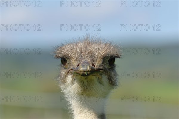 Common ostrich (Struthio camelus), animal portrait, frontal view into the camera, captive, Germany,
