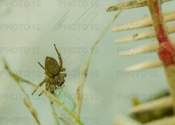 Pet jumping spider in plastic container feeding on small green lacewing with cage blurred in