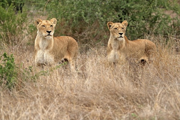 Lion (Panthera leo), adult, female, two females, vigilant, Sabi Sand Game Reserve, Kruger National