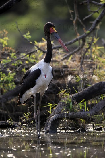 Saddle-billed stork (Ephippiorhynchus senegalensis), adult, foraging, in the water, Kruger National