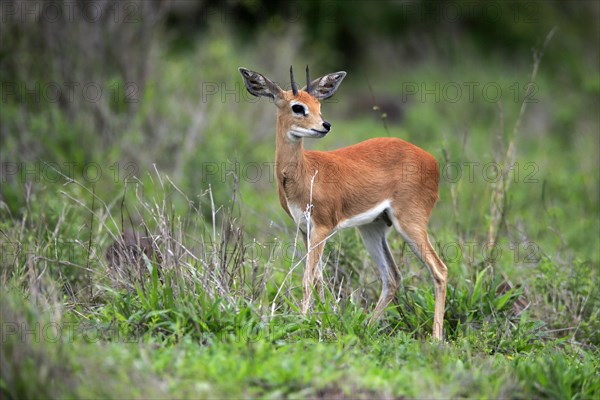 Steenbok (Raphicerus campestris), adult, male, foraging, vigilant, dwarf antelope, Kruger National