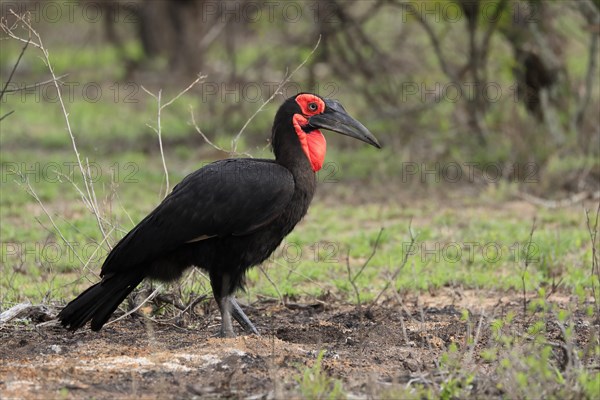 Southern ground hornbill (Bucorvus leadbeateri), adult, foraging, alert, Kruger National Park,