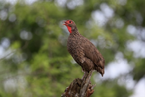 Swainson's spurfowl (Pternistis swainsonii), adult, on wait, calling, Kruger National Park, Kruger