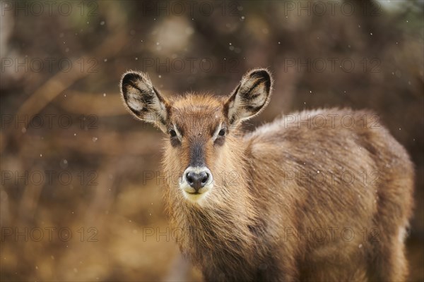 Waterbuck (Kobus defassa), portrait, captive, distribution Africa