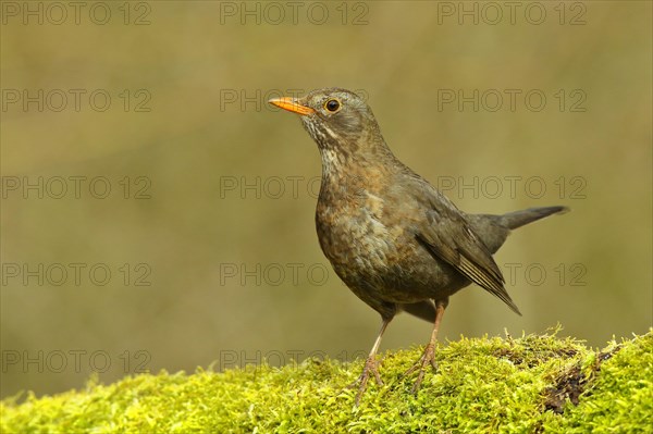 Blackbird (Turdus merula) female, standing on moss-covered forest floor, Wilnsdorf, North