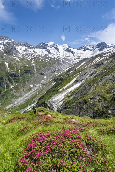 Mountaineer on hiking trail in picturesque mountain landscape with blooming alpine roses, in the