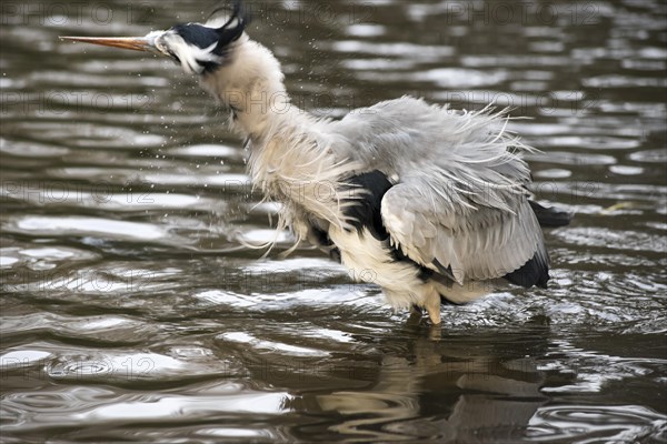 Grey heron (Ardea cinerea cinerea) stands in shallow water and shakes water out of its feathers,