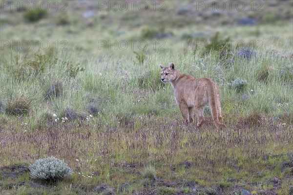 Cougar (Cougar concolor), silver lion, mountain lion, cougar, panther, small cat, Torres del Paine