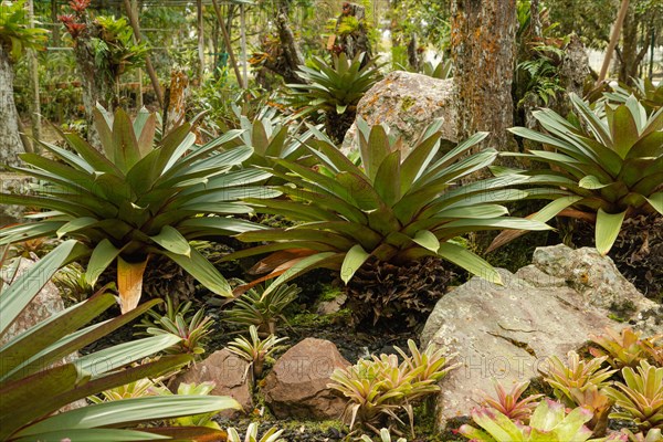Orchid and bromeliad flower beds in botanical garden, selective focus, copy space, malaysia,